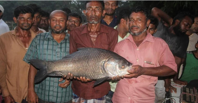 এক কাতলে সারাদিনের কষ্ট দূর ইউনুছ আলীর