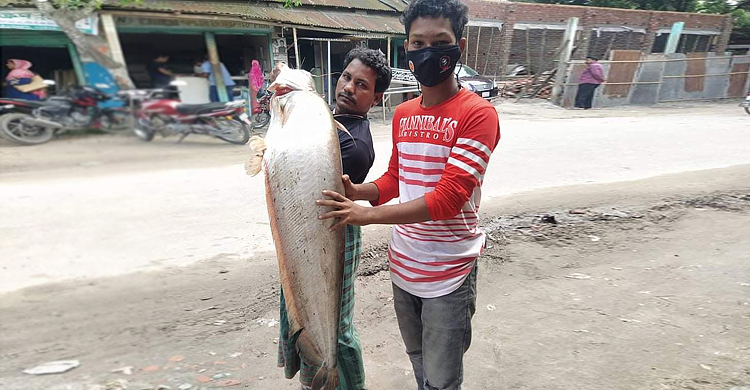 জেলের জালে উঠে এলো ১৫ কেজির বোয়াল