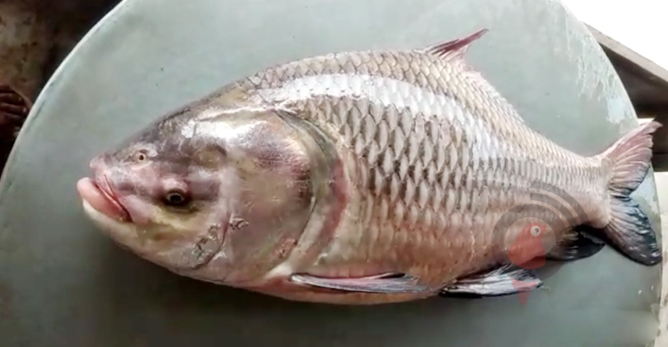 এক কাতল ২৭ হাজারে বিক্রি