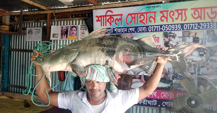 ২৫ কেজি ওজনের বাঘাইড় বিক্রি ৩০ হাজারে