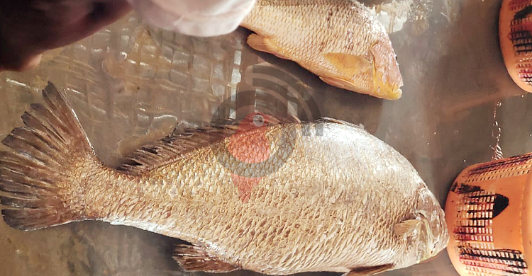 এবার এক কালো পোয়া মাছের দাম হাঁকা হলো সাড়ে সাত লাখ টাকা