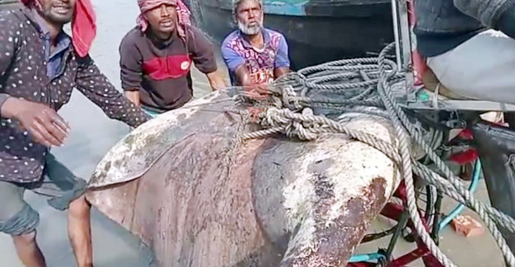 ১০ মণ ওজনের শাপলা পাতা মাছ বিক্রি হলো ৬৪ হাজারে