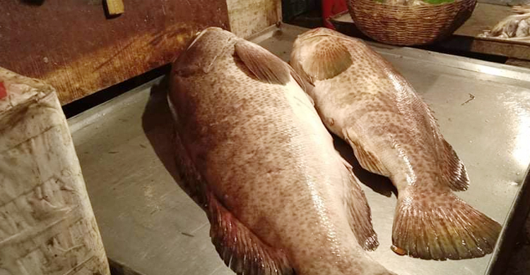 দুই কৈয়া ভোল বিক্রি হলো ২০ হাজারে