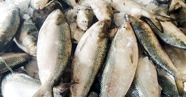 বঙ্গোপসাগরে ঝাঁকে ঝাঁকে ধরা পড়ছে ইলিশ