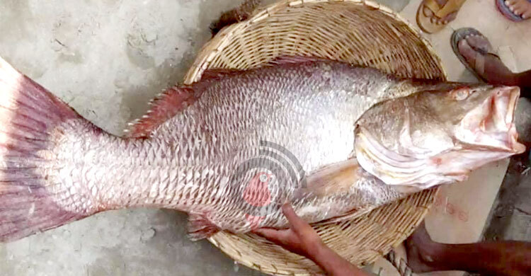 ২৫ কেজির এক ভোল মাছ বিক্রি চার লাখ ৮০ হাজারে