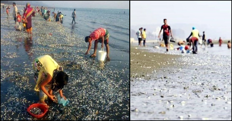 কক্সবাজার সৈকতে মৃত মাছের ঢল, উৎস নিয়ে ধূম্রজাল