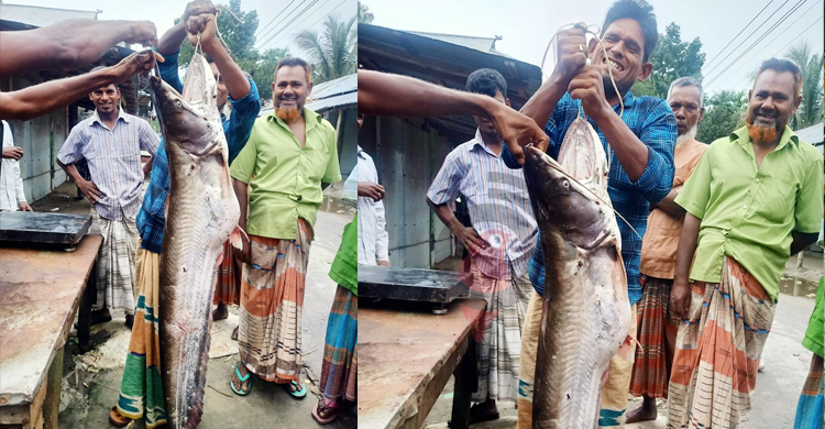 তিস্তায় ধরা পড়লো ১৭ কেজি ওজনের বোয়াল