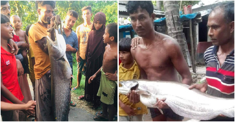 খালে ধরা পড়লো ১২ কেজির বোয়াল, ১৪ হাজারে বিক্রি