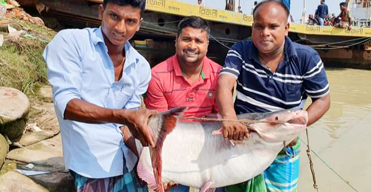 দুই পাঙাশের দাম ৬২ হাজার টাকা
