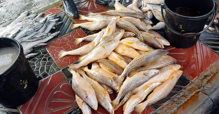 মাছে রং মেশানোর অপরাধে দুই ব্যবসায়ীকে জরিমানা