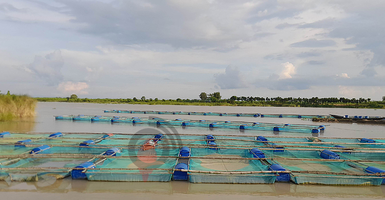 খাঁচায় মাছচাষের স্বপ্ন আর সফল হলো না চাষিদের