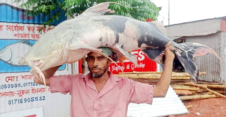 পদ্মার এক বাঘাইড় বিক্রি হলো অর্ধলাখ টাকায়