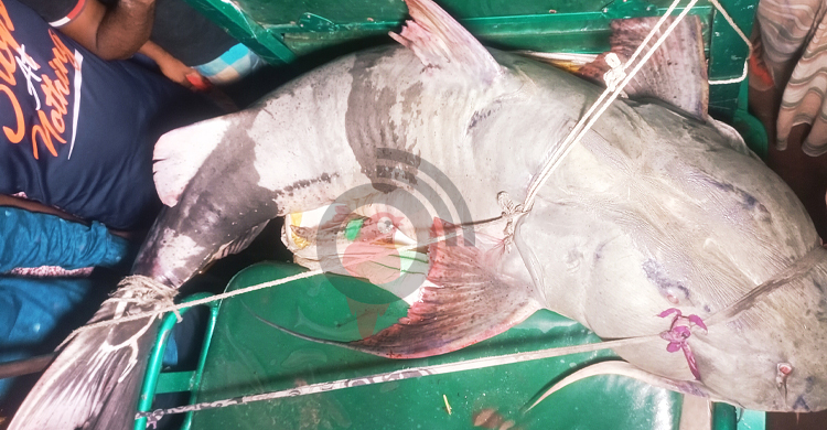 ৬২ কেজির বাঘাইড় লাখ টাকায় বিক্রি