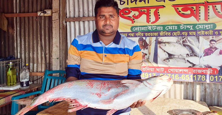 পদ্মার এক ঢাই মাছ বিক্রি হলো ২৩ হাজারে