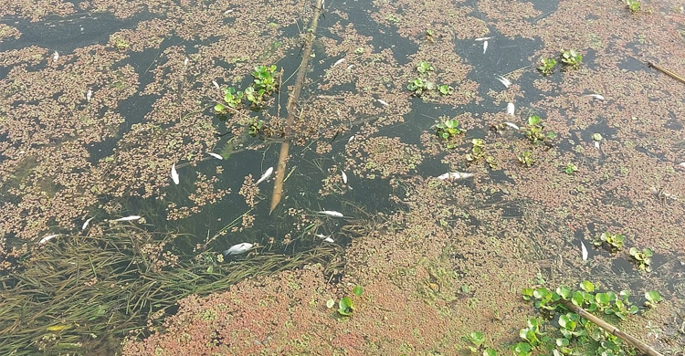 শত্রুদের দেওয়া বিষে মরে ভেসে উঠলো ৫ লাখ টাকার মাছ