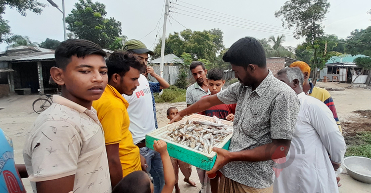 পদ্মায় তীব্র মাছ সংকট, দিশেহারা জেলেরা