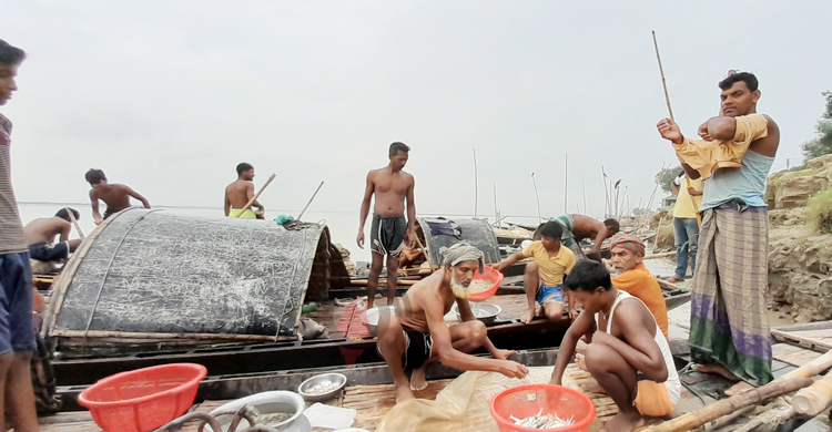 পদ্মায় তীব্র মাছ সংকট, দিশেহারা জেলেরা