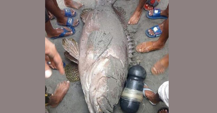 বড়শিতে ধরা পড়ল ৭৫ কেজির বিরল রাইমা মাছ