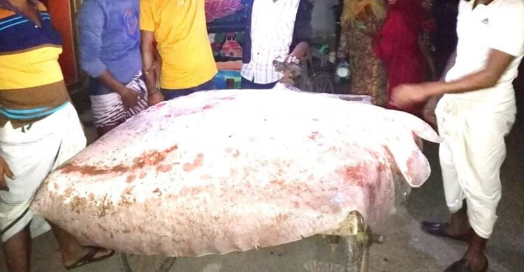 পাঁচ মণের শাপলাপাতা বিক্রি হলো ৬০ হাজারে