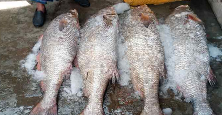 ১৭ লাখে বিক্রি হলো চারটি দাতিনা মাছ