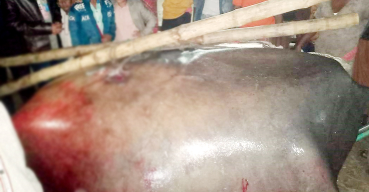 সাত মণের শাপলাপাতা ৫০ হাজারে বিক্রি