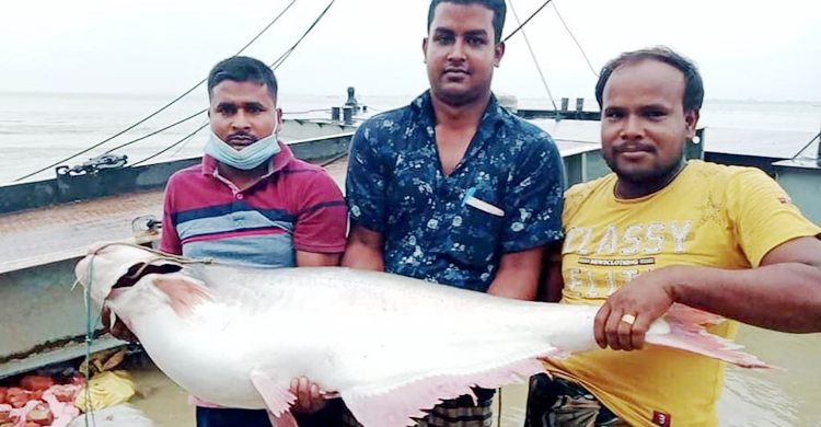 এক পাঙাশের দাম ৩১ হাজার টাকা