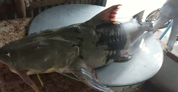 এক বাঘাইড়ের দাম ৪৬ হাজার টাকা