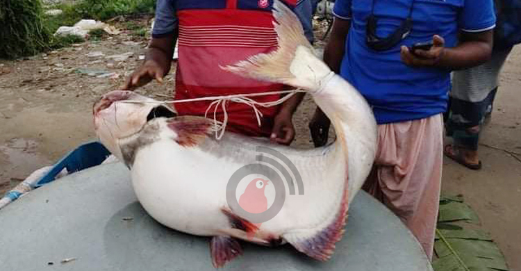 পদ্মায় ধরা পড়লো ২২ কেজি ওজনের পাঙাশ