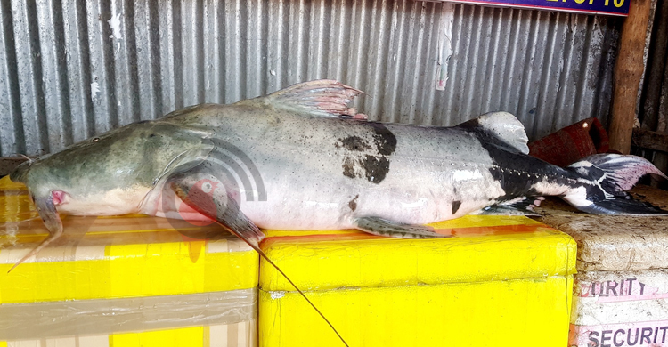 এক বাঘাইড়ের দাম ৪৮ হাজার