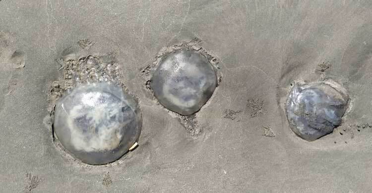 এবার কুয়াকাটা সৈকতে দেখা মিললো মৃত মুন জেলিফিশের