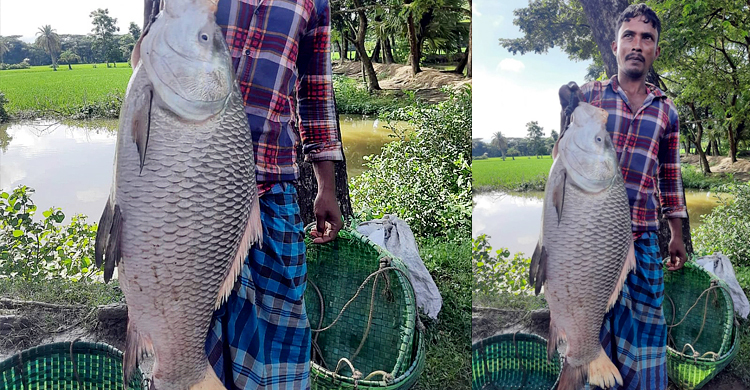 সাড়ে ১৮ কেজির কাতলা ১৩ হাজারে বিক্রি