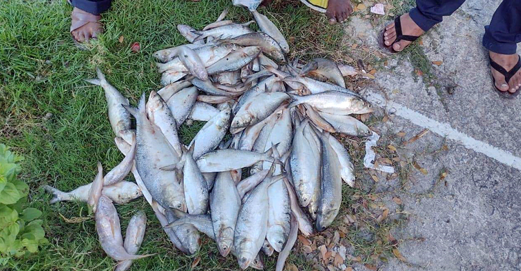 ৫০ কেজি ইলিশ গেলো এতিমখানায়, ব্যবসায়ীর জরিমানা