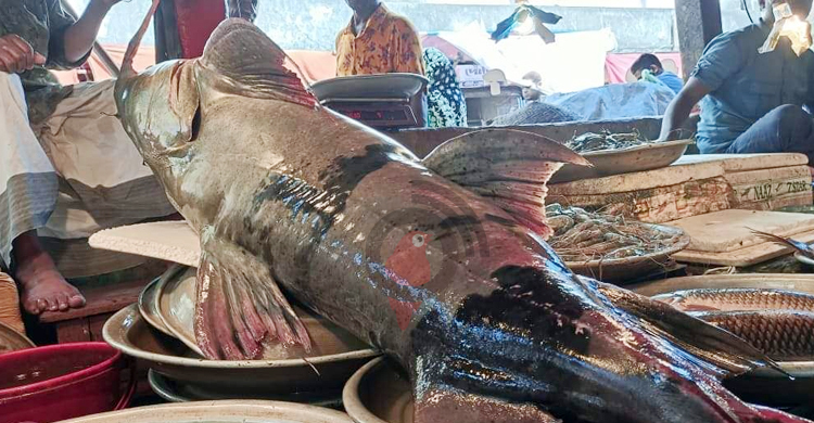 দেড় লাখে বিক্রি হবে আড়াই মণ ওজনের বাঘাইড়