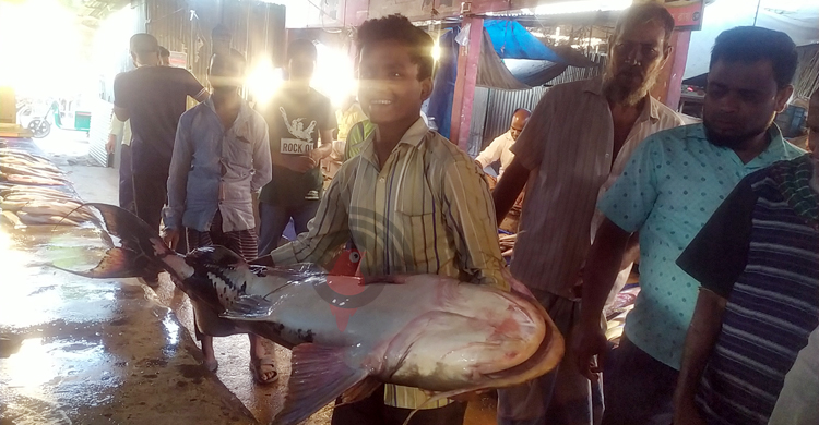 ২২ কেজি ওজনের বাঘাইড় বিক্রি হলো ২৪ হাজারে