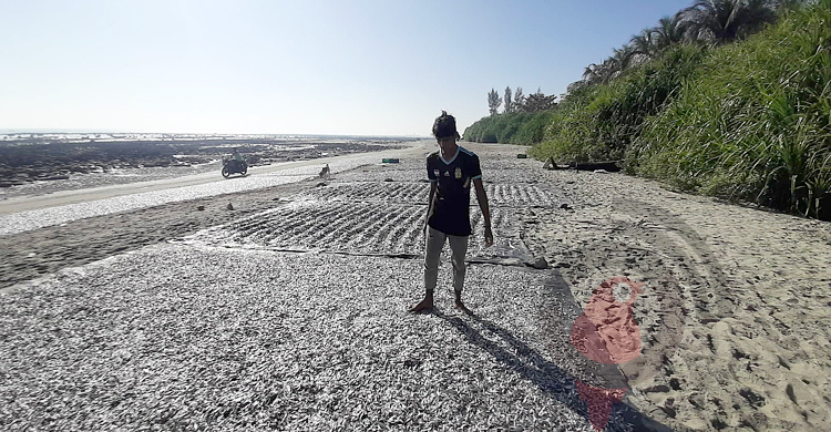 সেন্টমার্টিনের বালুতে শুঁটকি হয় যেভাবে