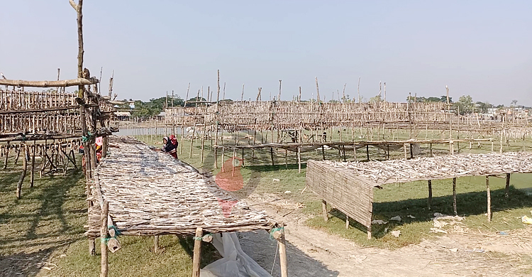 লোকসান পোষাতে মৌসুমের শুরুতেই মরিয়া শুঁটকি ব্যবসায়ীরা