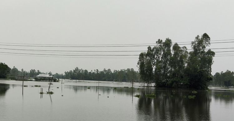কুড়িগ্রামে বন্যায় বেশি ক্ষতি ফসলে
