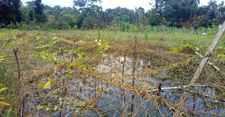 ঝালকাঠিতে বন্যায় ভেসে গেছে তিন কোটি টাকার ফসল