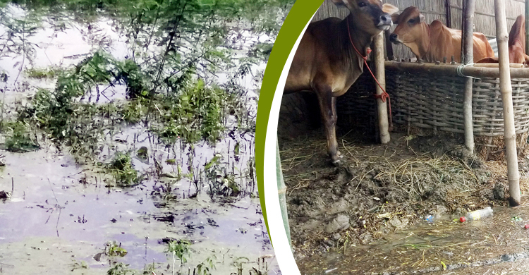 আকস্মিক পানি বৃদ্ধি, ডুবে গেছে চরাঞ্চলের ফসলি ক্ষেত