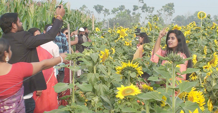 কেউ তুলছেন সেলফি কেউ ছিঁড়ছেন ফুল, দর্শনার্থীর চাপে বেসামাল চাষি