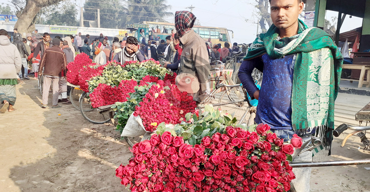 বসন্ত-ভালোবাসা বরণে গদখালীতে ১০ কোটি টাকার ফুল বিক্রি