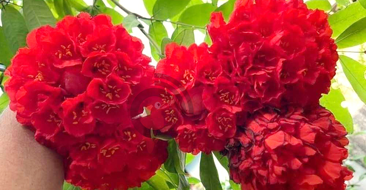 তানভীরের বাগানে ফুটলো বিরল প্রজাতির ‘পাখি ফুল’