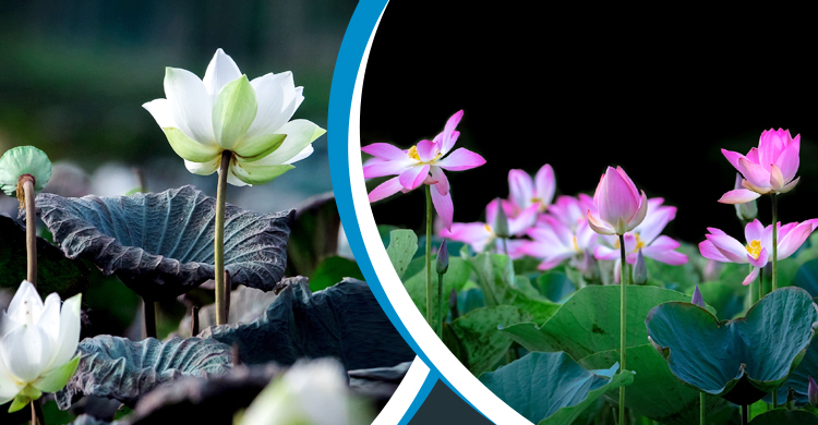 ‘জলজ ফুলের রানি’ পদ্ম