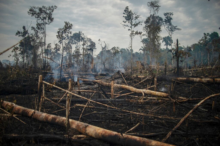 আমাজনে বনভূমি ধ্বংসের রেকর্ড 