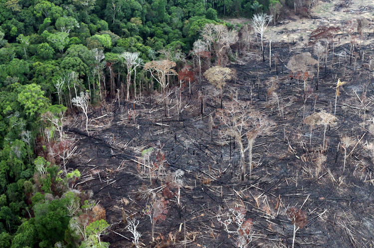 আমাজনে বনভূমি ধ্বংসের রেকর্ড 