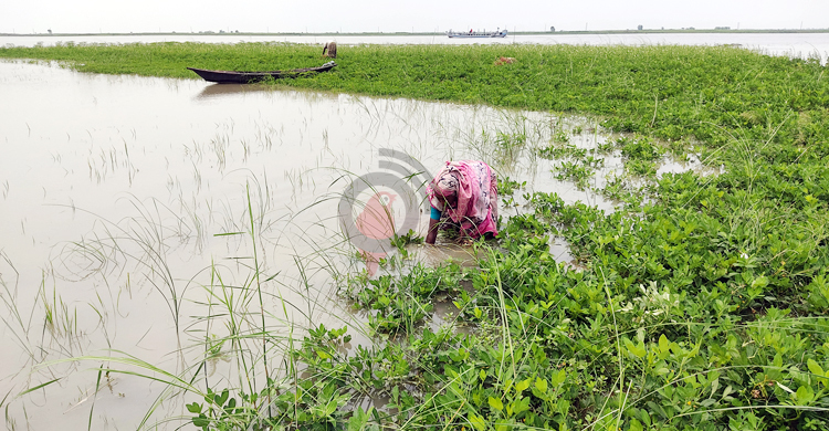 পানি বাড়ছে পদ্মায়, প্লাবিত শতাধিক একর জমির ফসল