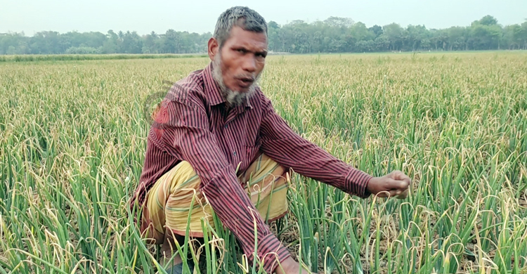 পেঁয়াজে লাভের আশায় ‘গুড়েবালি’