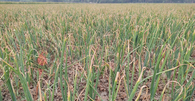 পেঁয়াজে লাভের আশায় &lsquo;গুড়েবালি&rsquo;