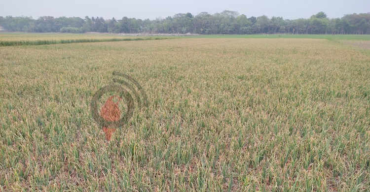 পেঁয়াজে লাভের আশায় &lsquo;গুড়েবালি&rsquo;