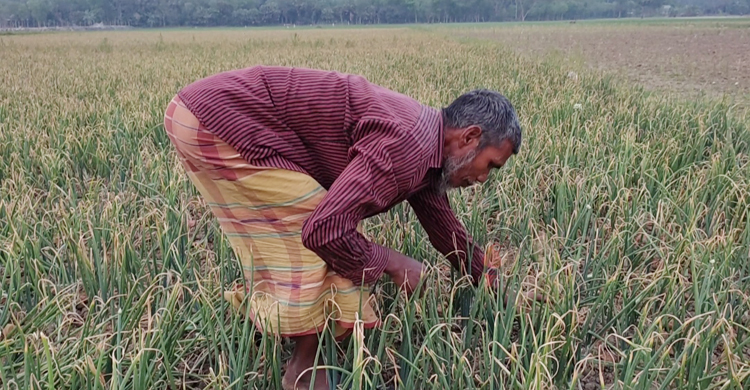পেঁয়াজে লাভের আশায় &lsquo;গুড়েবালি&rsquo;